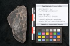 Foto (Objekt + Etikett) von Caulinites otagoicus Ettingshausen (NHMW-GEO-2024-0188-10119)
